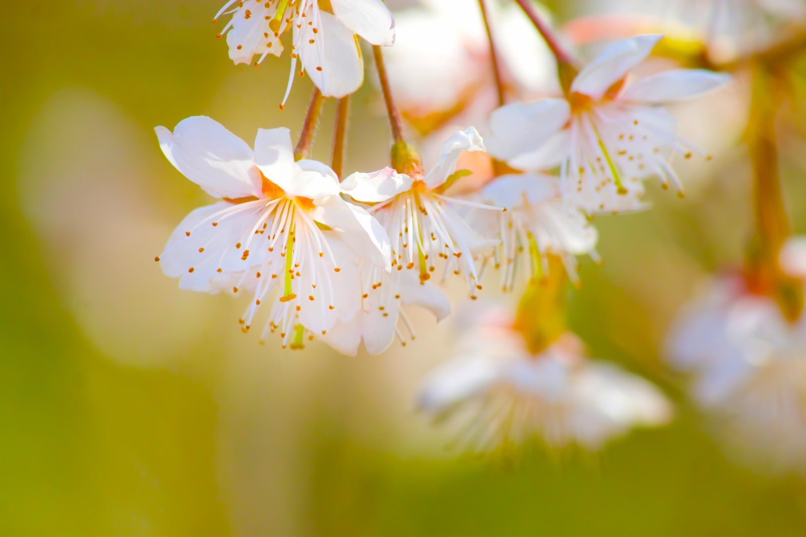おしべとめしべが見える白い桜の花