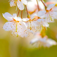 おしべとめしべが見える白い桜の写真
