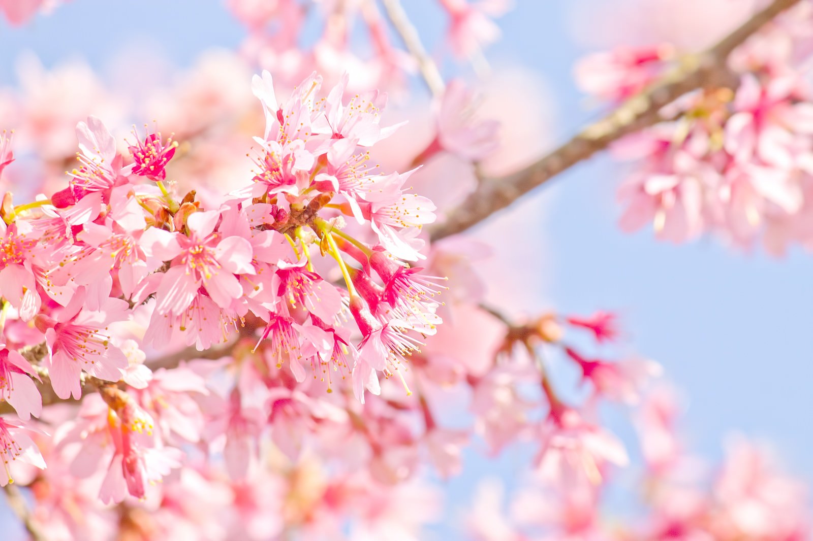 青空に咲くピンクの桜