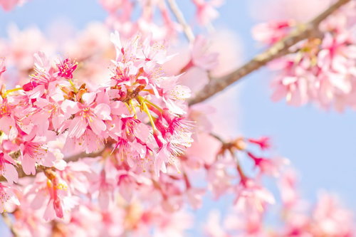 白いおしべが見える青空を背景に咲くピンク色の桜
