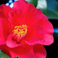 濃い赤色の花びらが重なり黄色いおしべが集まる真っ赤な椿の写真