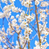 黄色やオレンジのおしべが見える白い桜の花が枝に咲くの写真