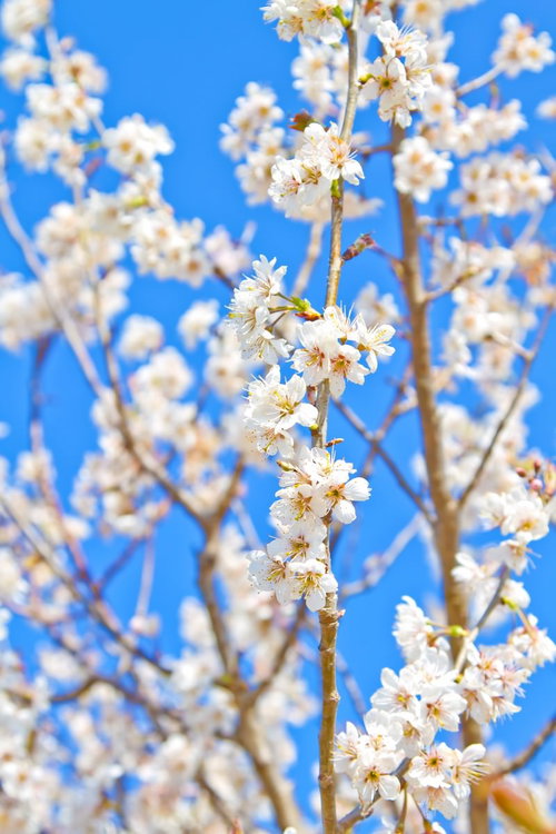 黄色やオレンジのおしべが見える白い桜の花が枝に咲く