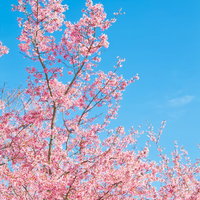 細い枝が空に伸びるピンクの花が密集した透き通る青空と桜の写真