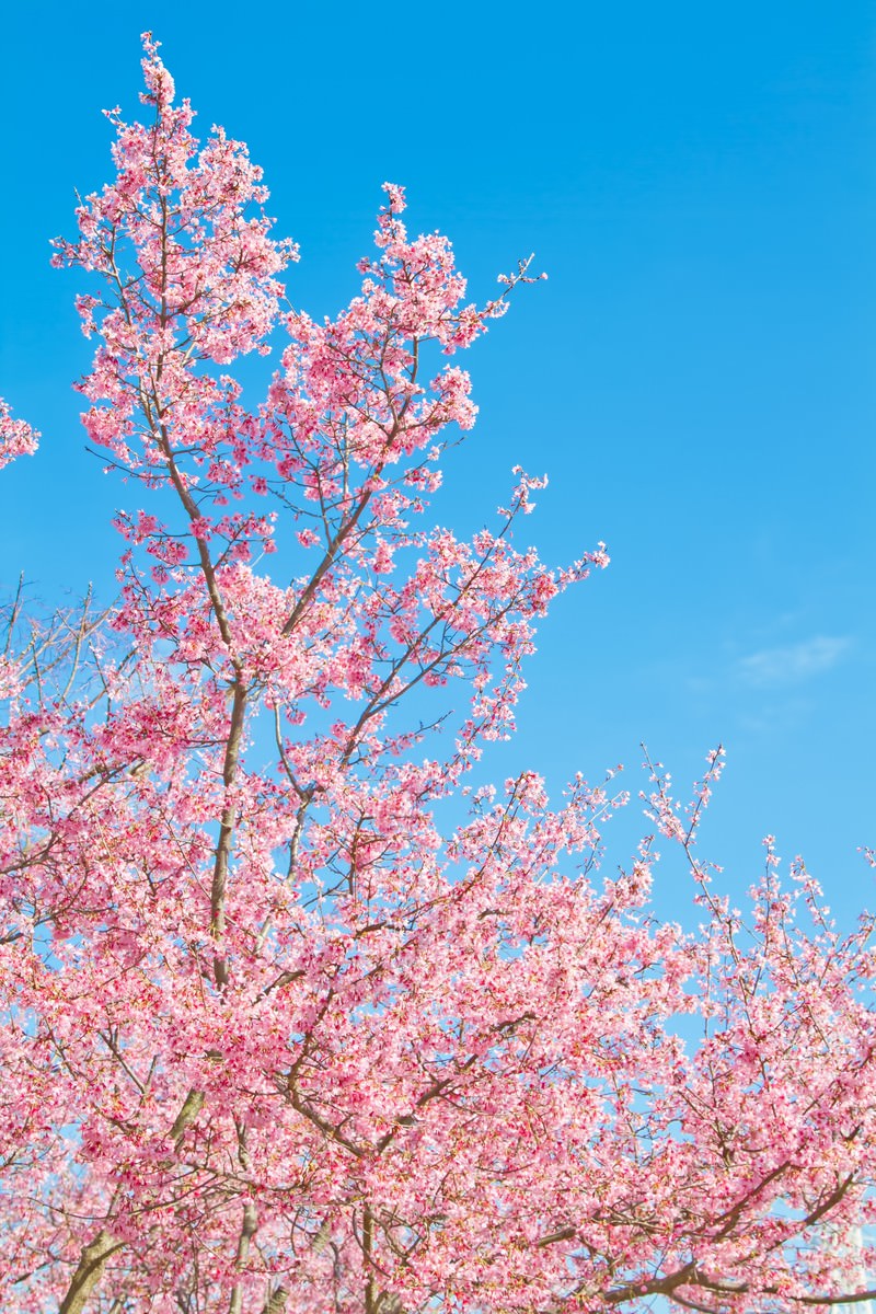 青空に密集して咲くピンクの桜