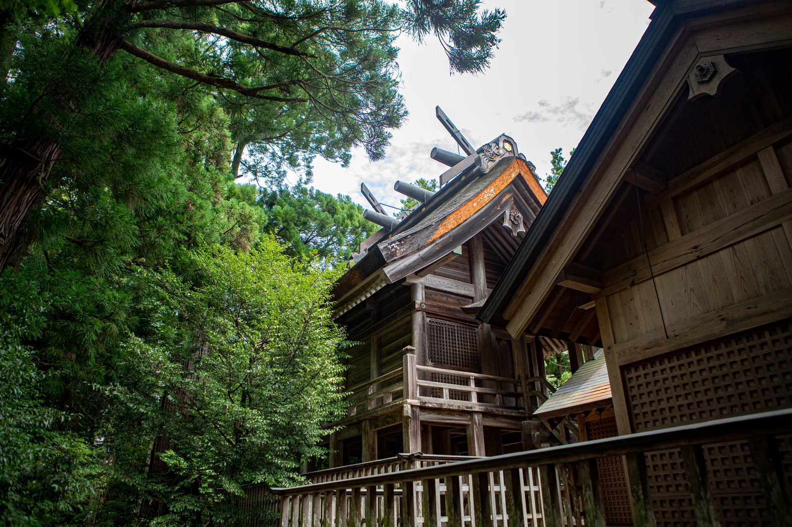 緑の森に囲まれた須佐神社の木造本殿を見上げる構図