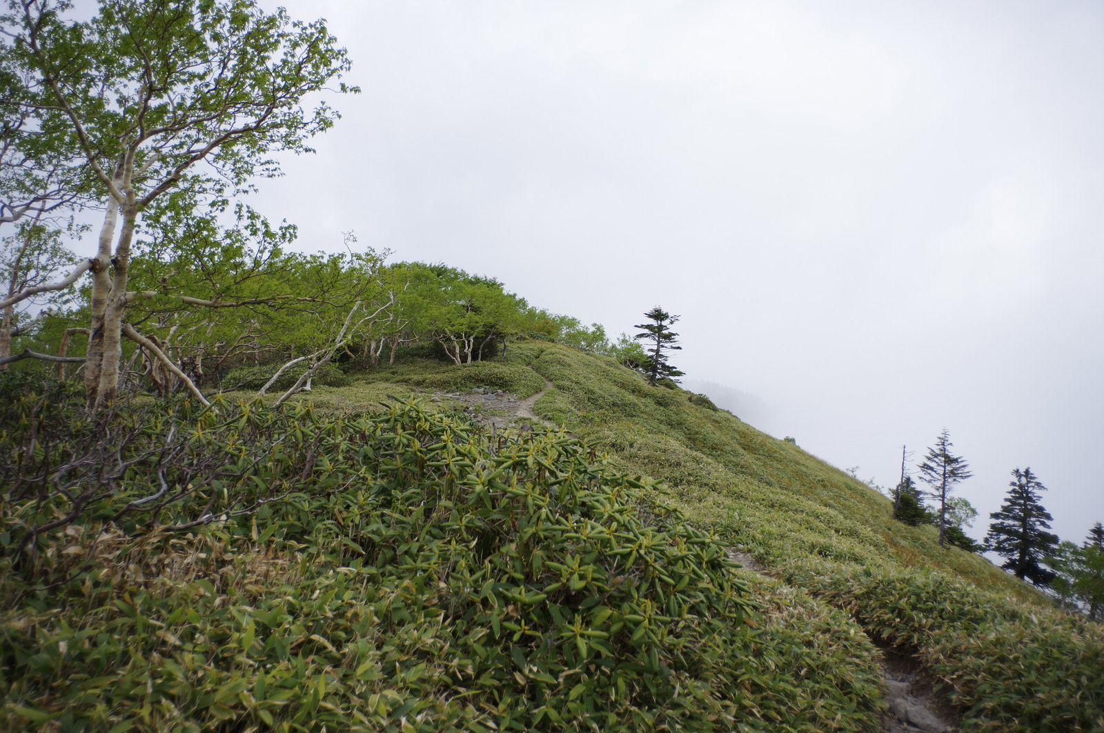 霧がかかった山の稜線を登る登山道