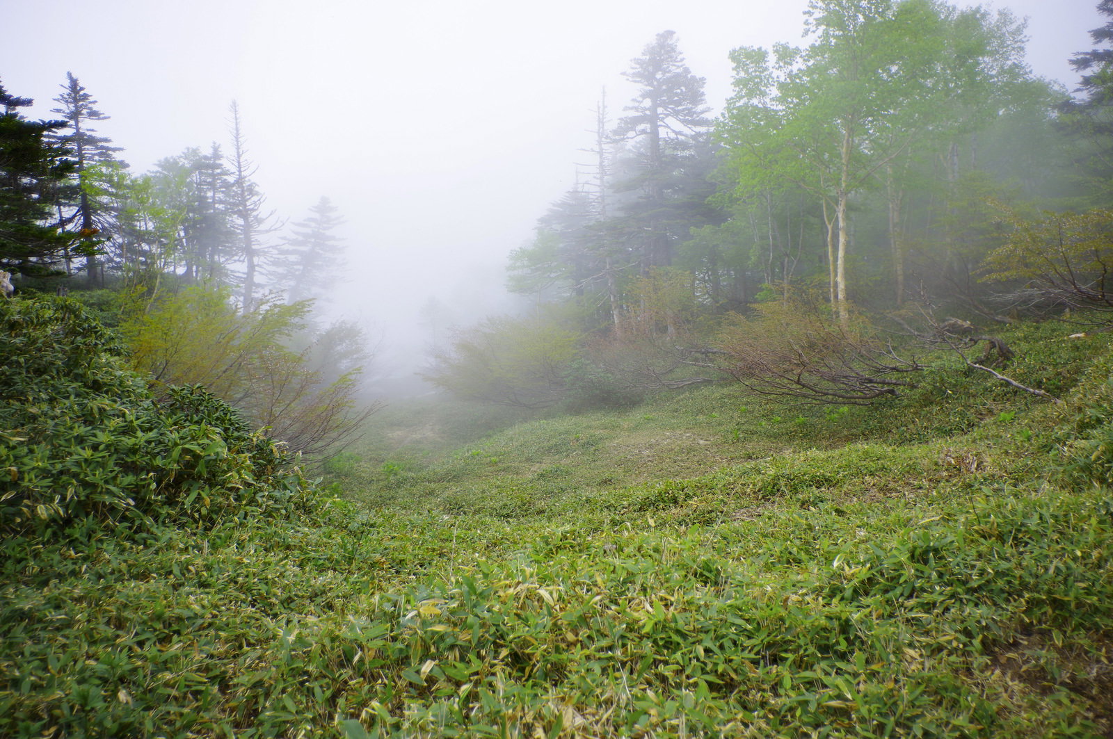 霧がかかる日光白根山の登山道