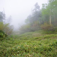 霧がかかる日光白根山の登山道の写真