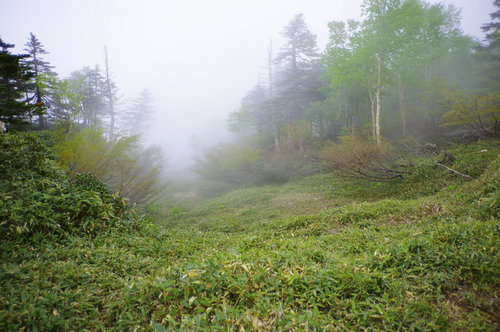 真っ白な霧に包まれた日本百名山・日光白根山の登山道と森