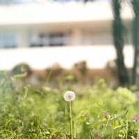 学校の敷地内に咲いていたタンポポの白い綿毛の写真