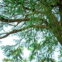 緑の葉が茂る大きな枝ぶりと木々、下から見上げた樹木の枝分かれの写真