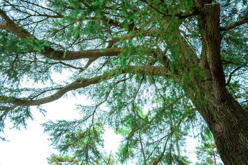 緑の葉が茂る大きな枝ぶりと木々、下から見上げた樹木の枝分かれ
