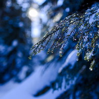 日光白根山で雪が解け始める松の枝と葉の写真