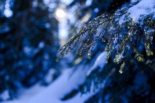 日光白根山で雪が解け始める松の枝と葉