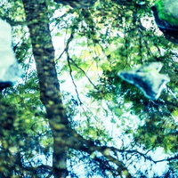 水面に映る新緑の木々と木漏れ日の反射の写真