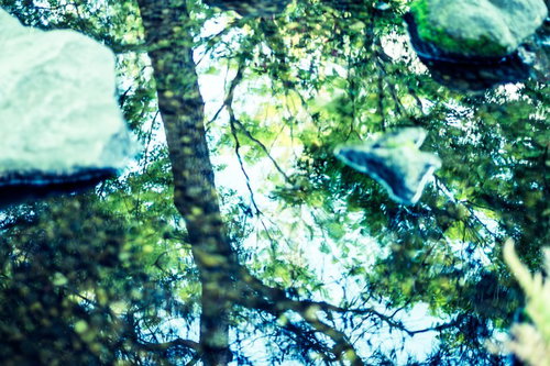 水面に映る新緑の木々と木漏れ日の反射
