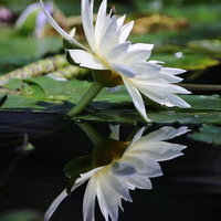 水面に反射する白い睡蓮の花の写真