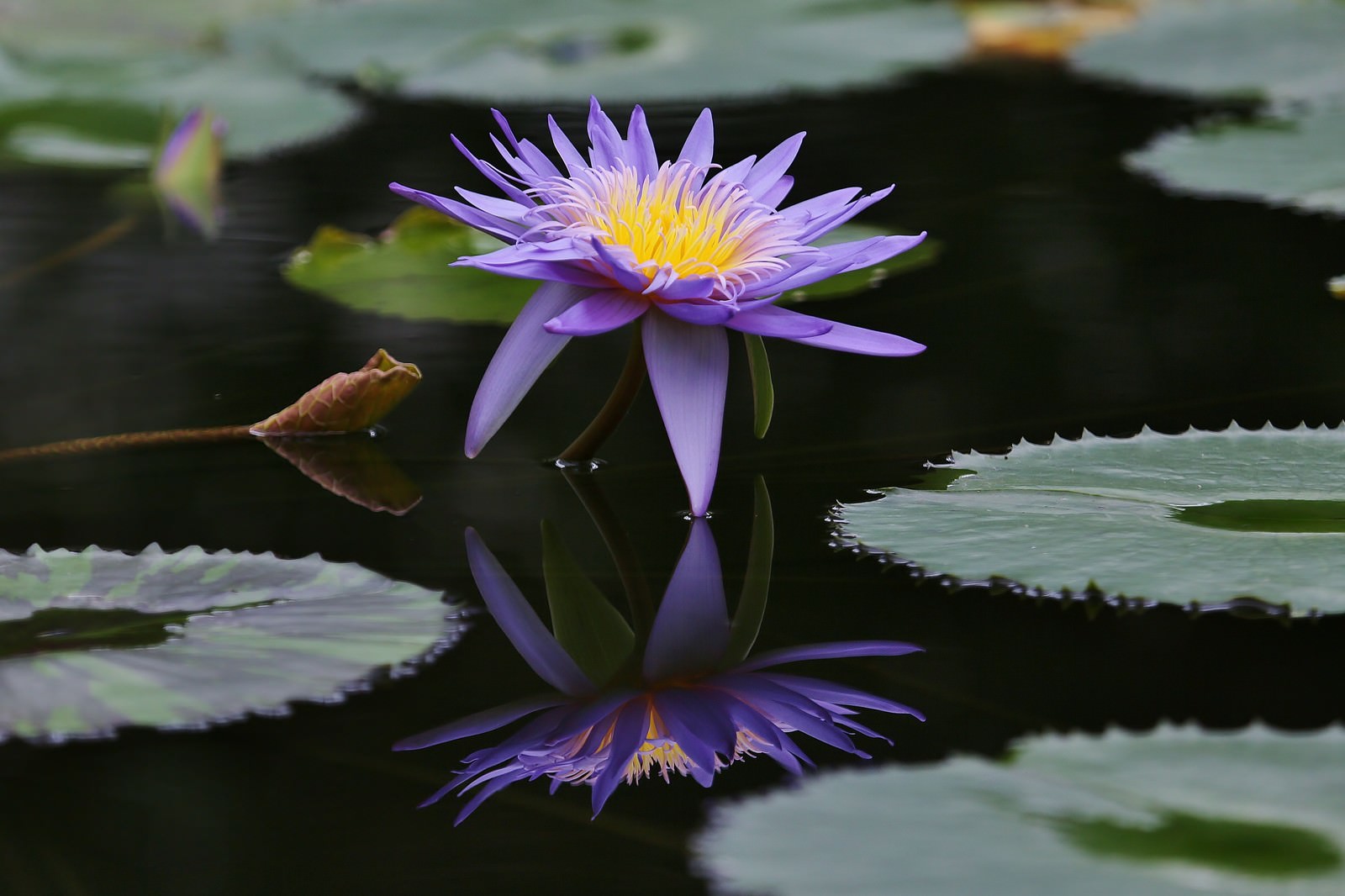 池の水面に浮かぶ紫色の睡蓮の花と緑の葉