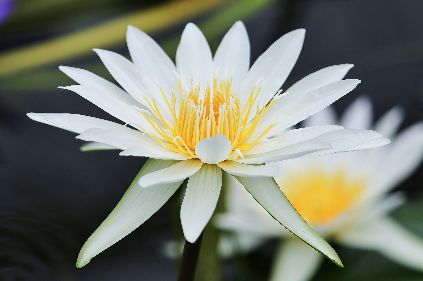 水面に咲く白いスイレンの花。純白の花弁と黄色い雄しべが美しい