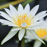 水面に浮かぶ白いスイレンの花が咲く池の風景の写真