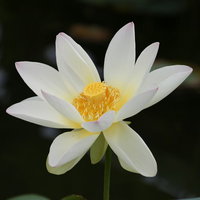 蓮は蜂巣の略名、中央部分の種子の穴を持つ白い花の写真