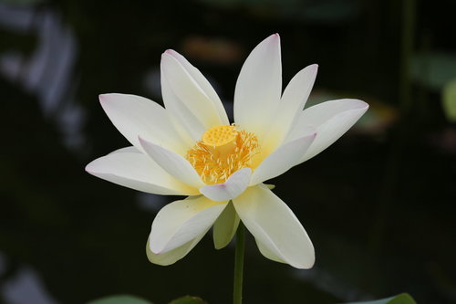 蓮は蜂巣の略名、中央部分の種子の穴を持つ白い花