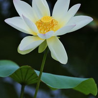 白い花びらと黄色い花芯で開花した蓮の花の写真
