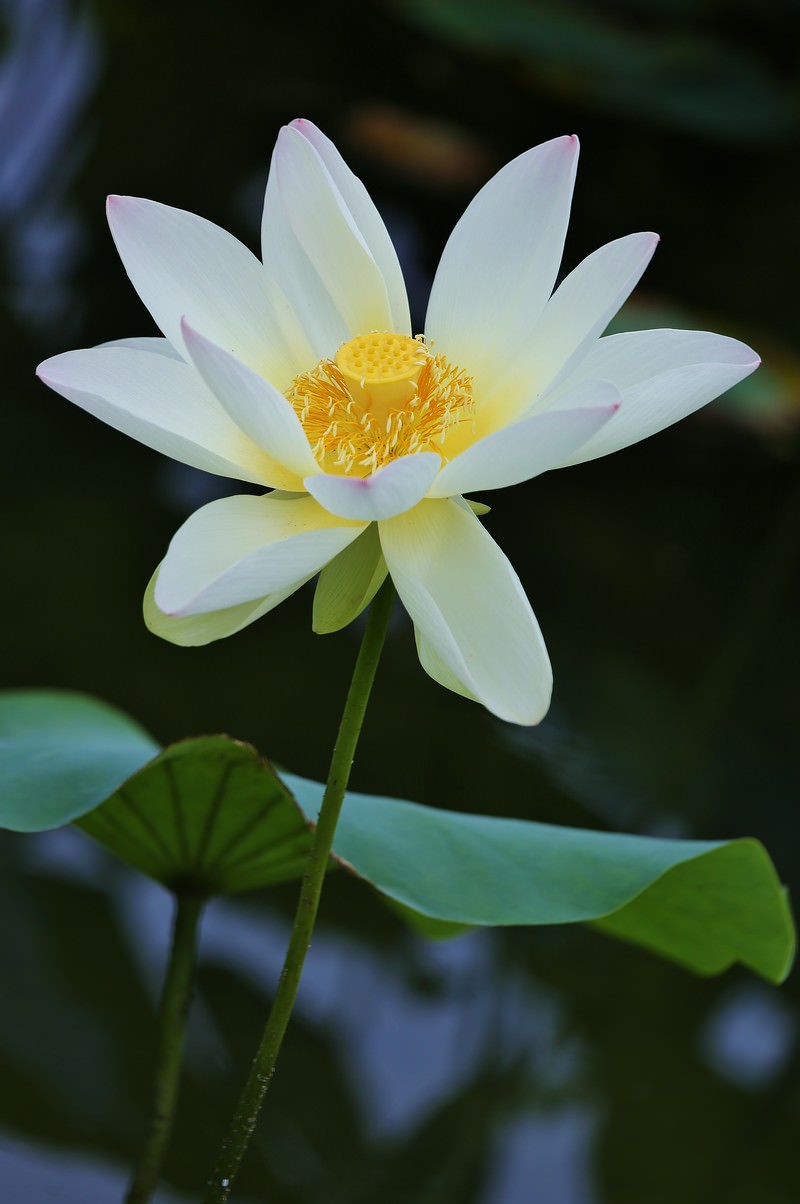 白い花びらと黄色い花芯で開花した蓮の花の写真素材 - フリー素材ぱくたそ