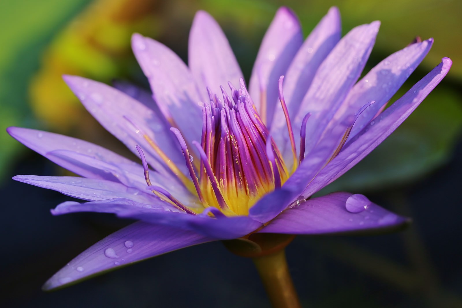 紫色の睡蓮の花に透明な水滴が付いている写真