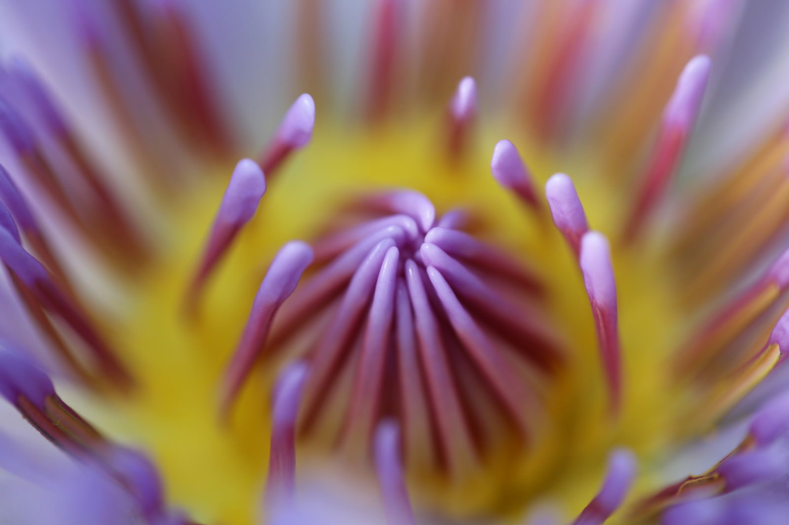 紫とピンクの花弁の内側に黄色い雄しべが放射状に並ぶ蓮の花のマクロ写真