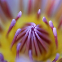 紫とピンクの蓮の花弁に放射状に並ぶ黄色い雄しべの写真