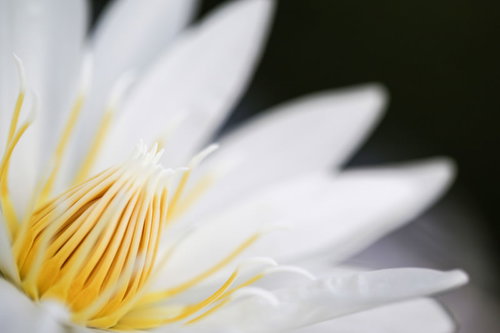 池に咲く白い睡蓮の花びらと雄しべ