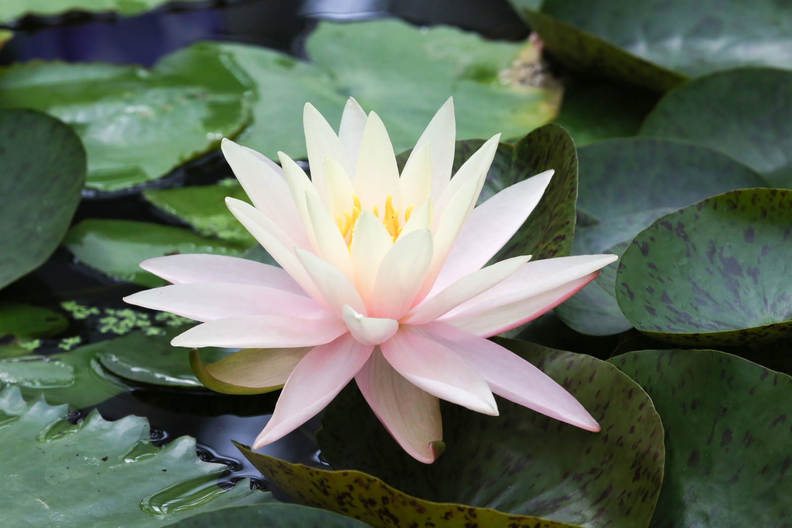 池の水面に浮かぶ淡いピンクの睡蓮の花と緑の葉