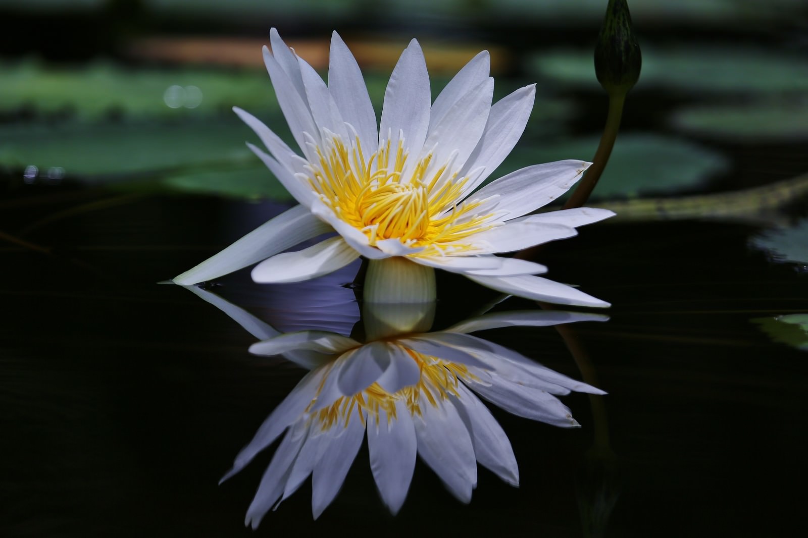静かな池の水面に咲く白い睡蓮の花とその反射