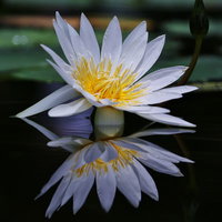 水面に反射する白い睡蓮の花の写真