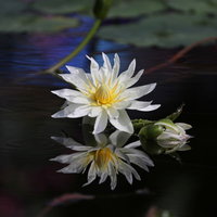 水面に浮かぶ白い睡蓮と緑の葉、黄色い花芯の詳細の写真