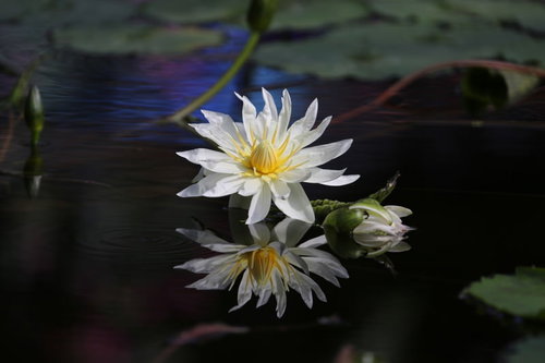 水面に浮かぶ白い睡蓮と緑の葉、黄色い花芯の詳細