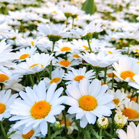 白い花びらと黄色い花芯のキク科の草花が満開に咲く花畑の写真
