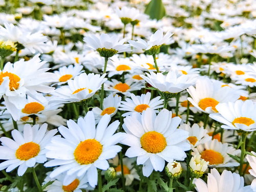 白い花びらと黄色い花芯のキク科の草花が満開に咲く花畑