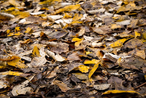 地面に散らばる色とりどりの落葉・秋の自然風景