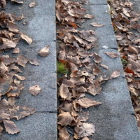 秋の石段に散らばる落ち葉と枯れ葉の写真