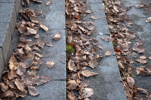 秋の石段に散らばる落ち葉と枯れ葉