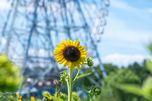 青空の下で咲く黄色い向日葵と遊園地の観覧車
