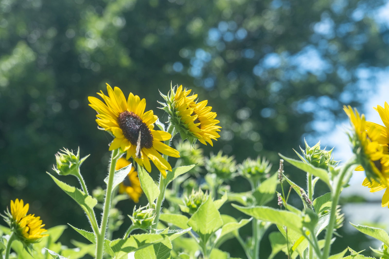 青空をバックに咲く黄色いヒマワリの花