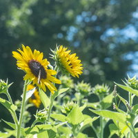 玉ボケと青空に咲く向日葵-夏の日差しを浴びる黄色い花の写真