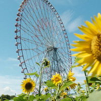 観覧車の見える向日葵畑の写真