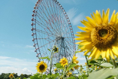 観覧車の見える向日葵畑
