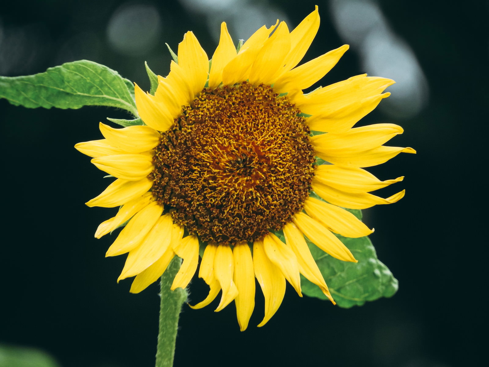 ひまわり一輪のクローズアップ