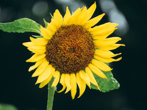 濃いオレンジの中心が印象的な向日葵のワンショット